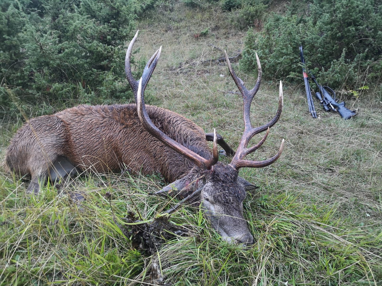 Red deer in the French Pyrénées mountains - Hunter meets Hunter