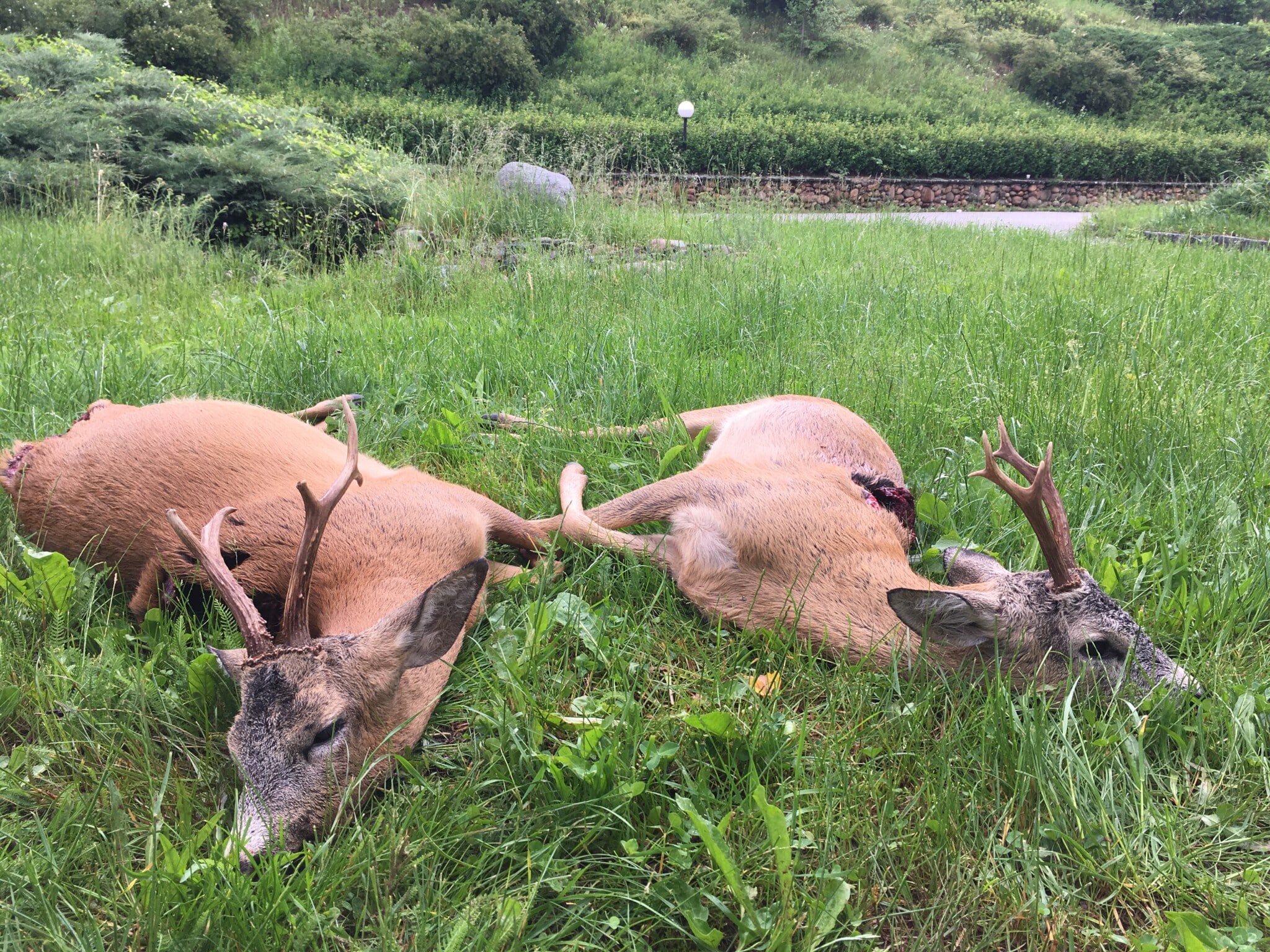  Roe deer hunt in Bulgaria Hunter meets Hunter