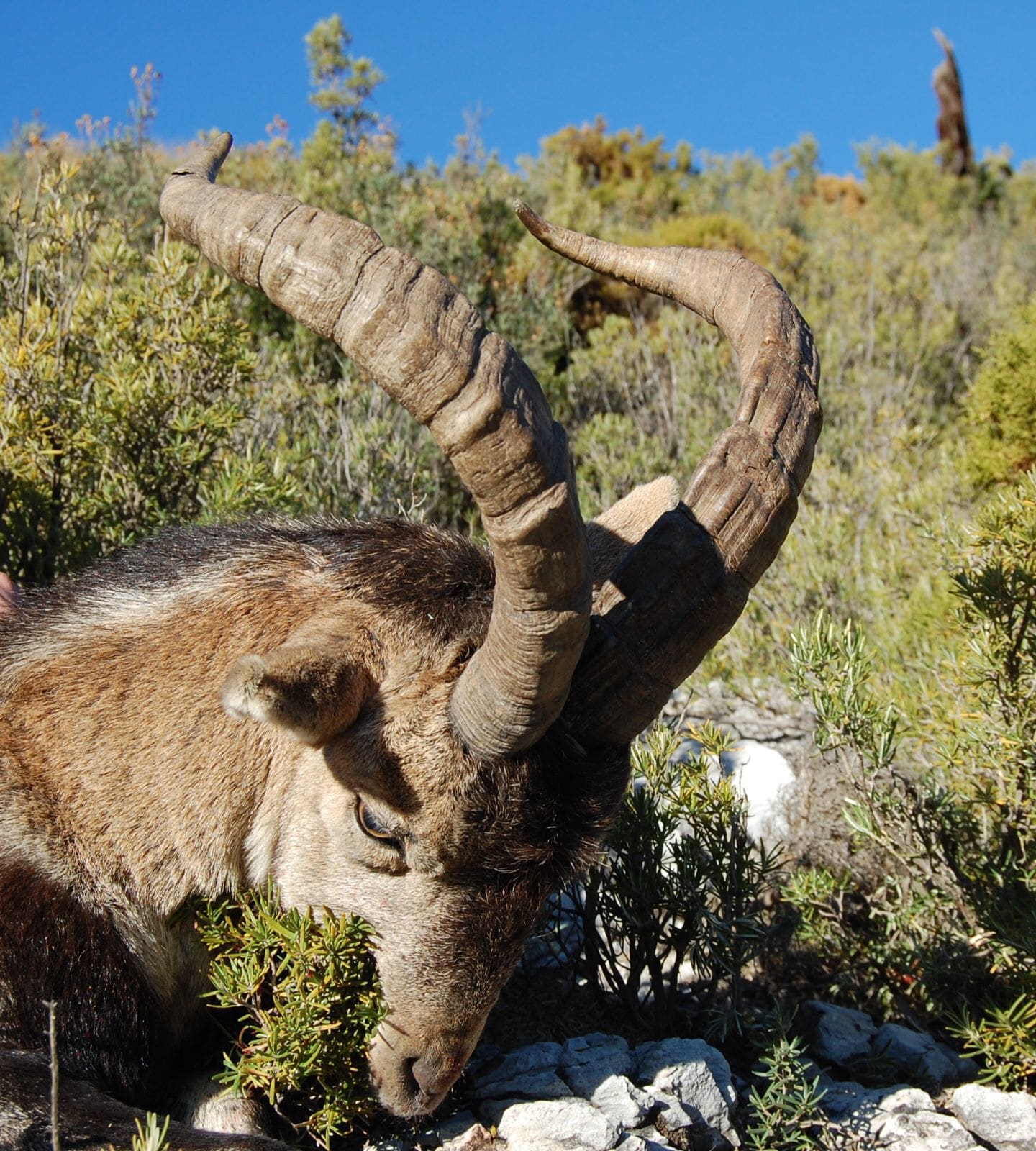 RONDA SPANISH IBEX, ALL INCLUSIVE - Hunter meets Hunter