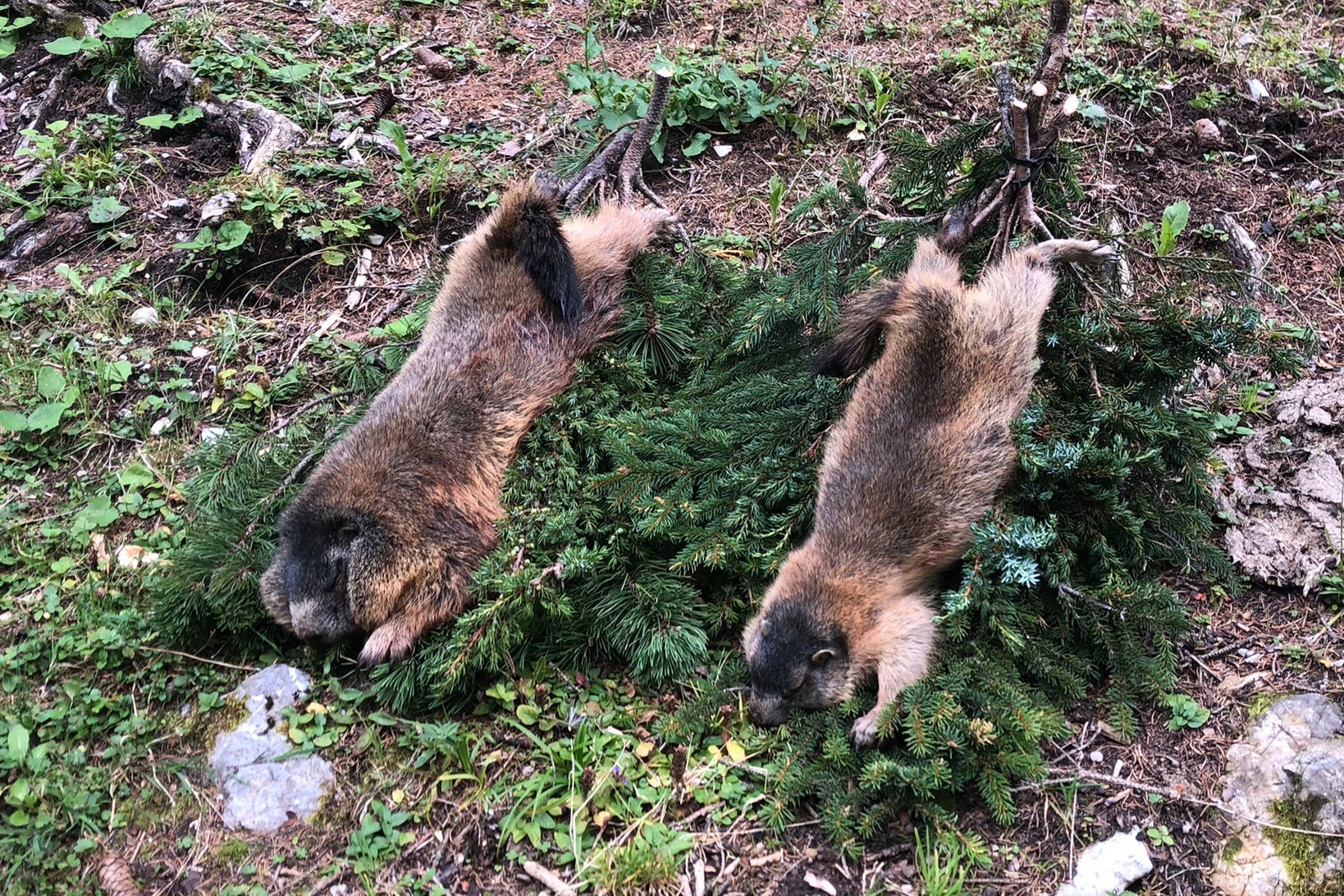 Tausch Murmeltier gegen Rehbock