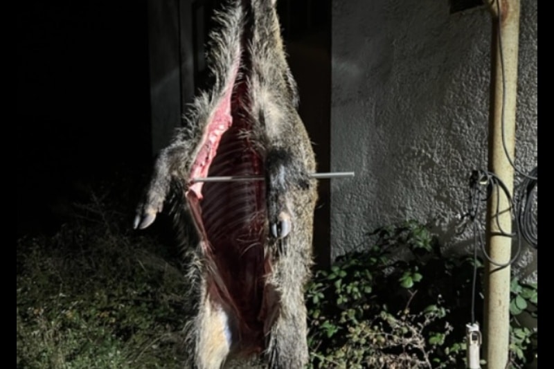 Suche Drückjagd zwischen Weihnachten und Neujahr 2023