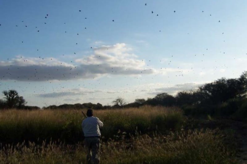 Winged Game Hunting Package Argentina 6 days