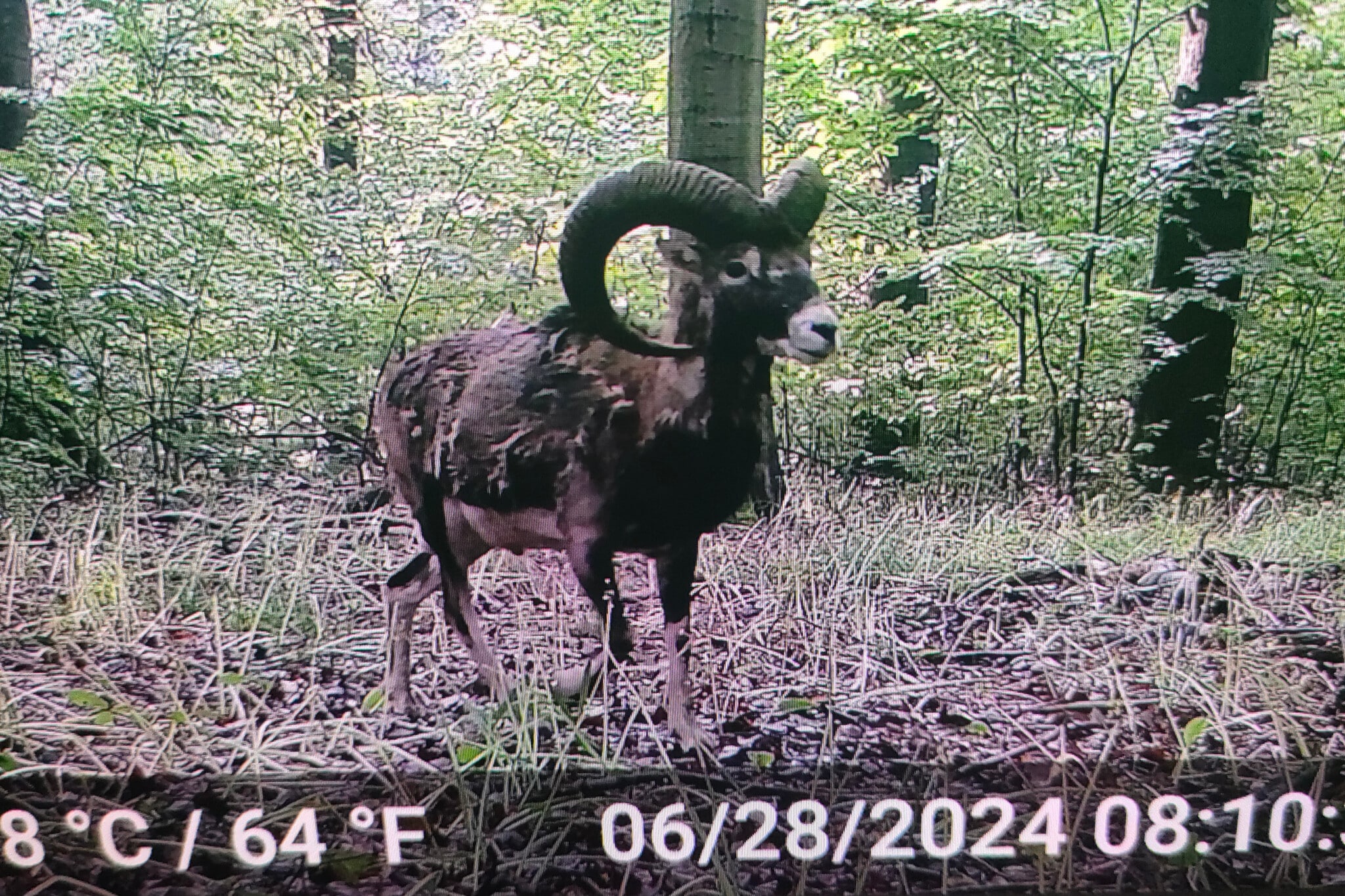 Tausche Muffelwild und schwarzwild sowie Rehwild