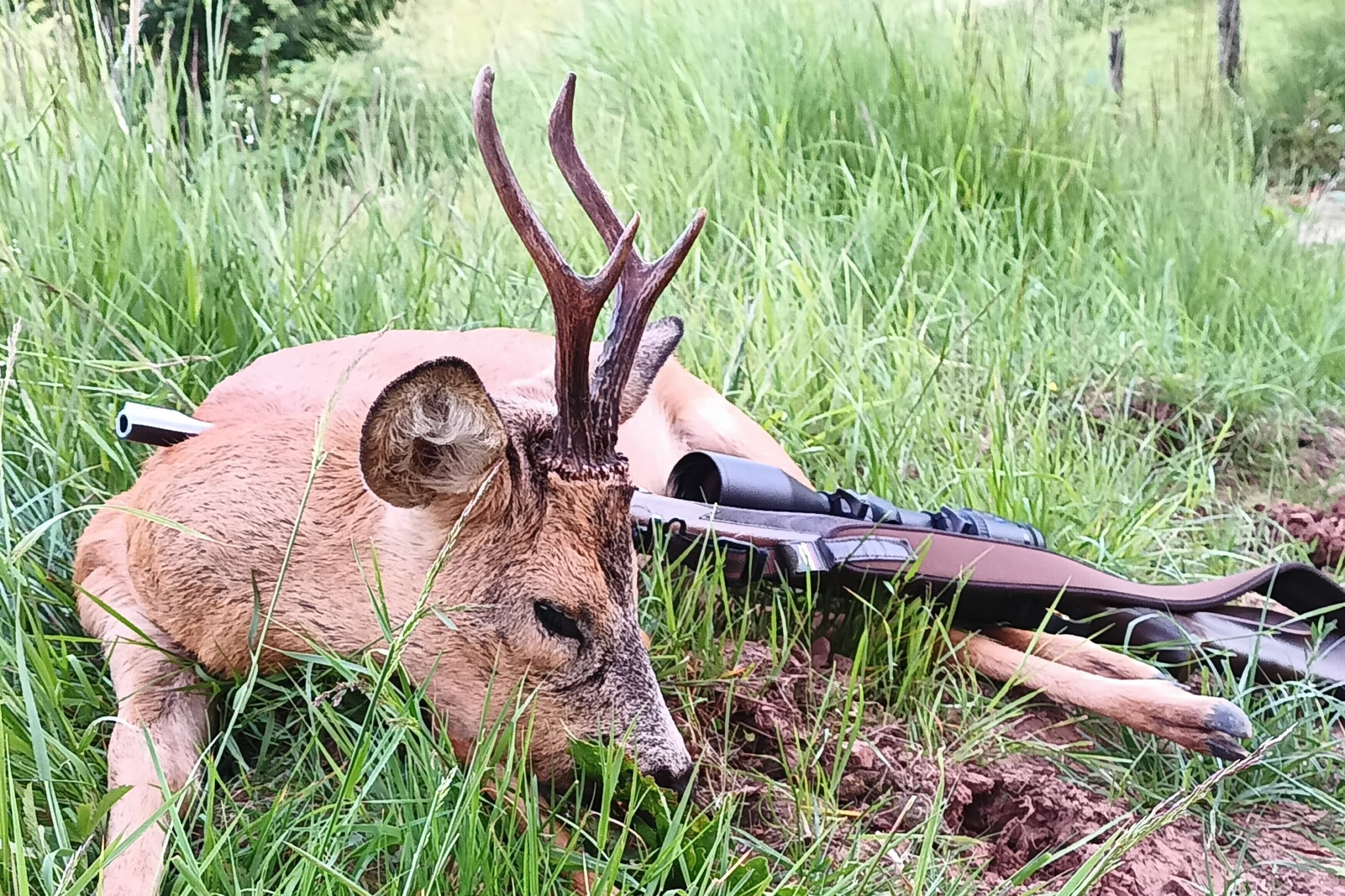 Tausche gegen Gänsejagd