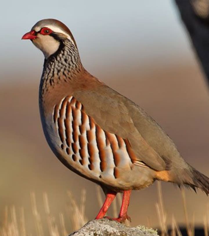 Red Foot Partridge Hunt - Hunter meets Hunter
