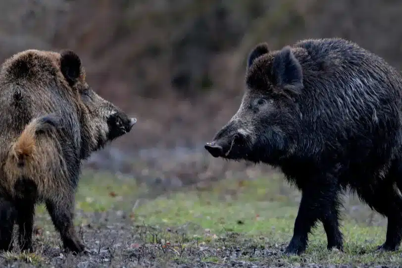 2Tage Sautreibjagd in einem Top-Revier in Ungarn