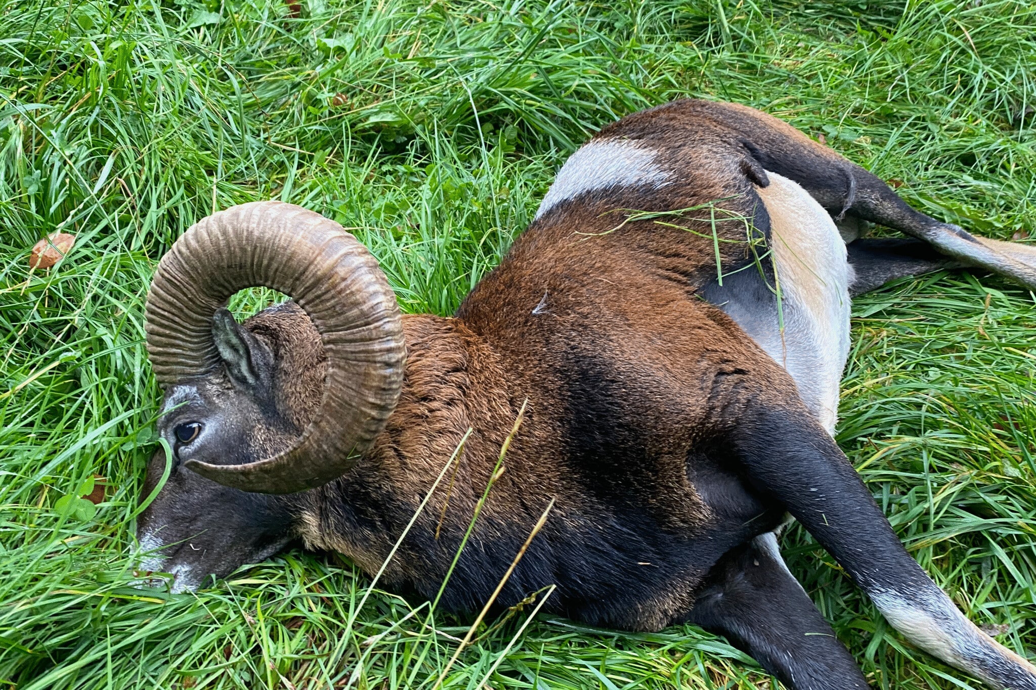 Tauschangebot Rehbock in Schweden