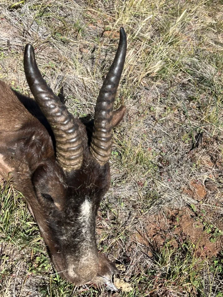 Springbok Hoe Springbok Slam - Hunter meets Hunter