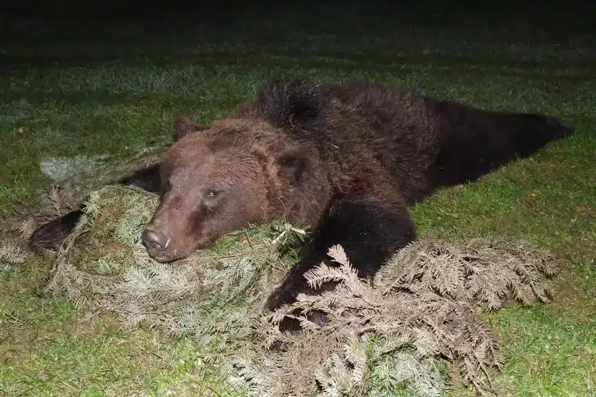 Braunbärenjagd vom Hochsitz – nicht exportierbare Trophäe