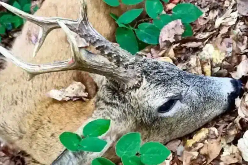 Bergjagd auf Rehbock – No Limit (All Inclusive)