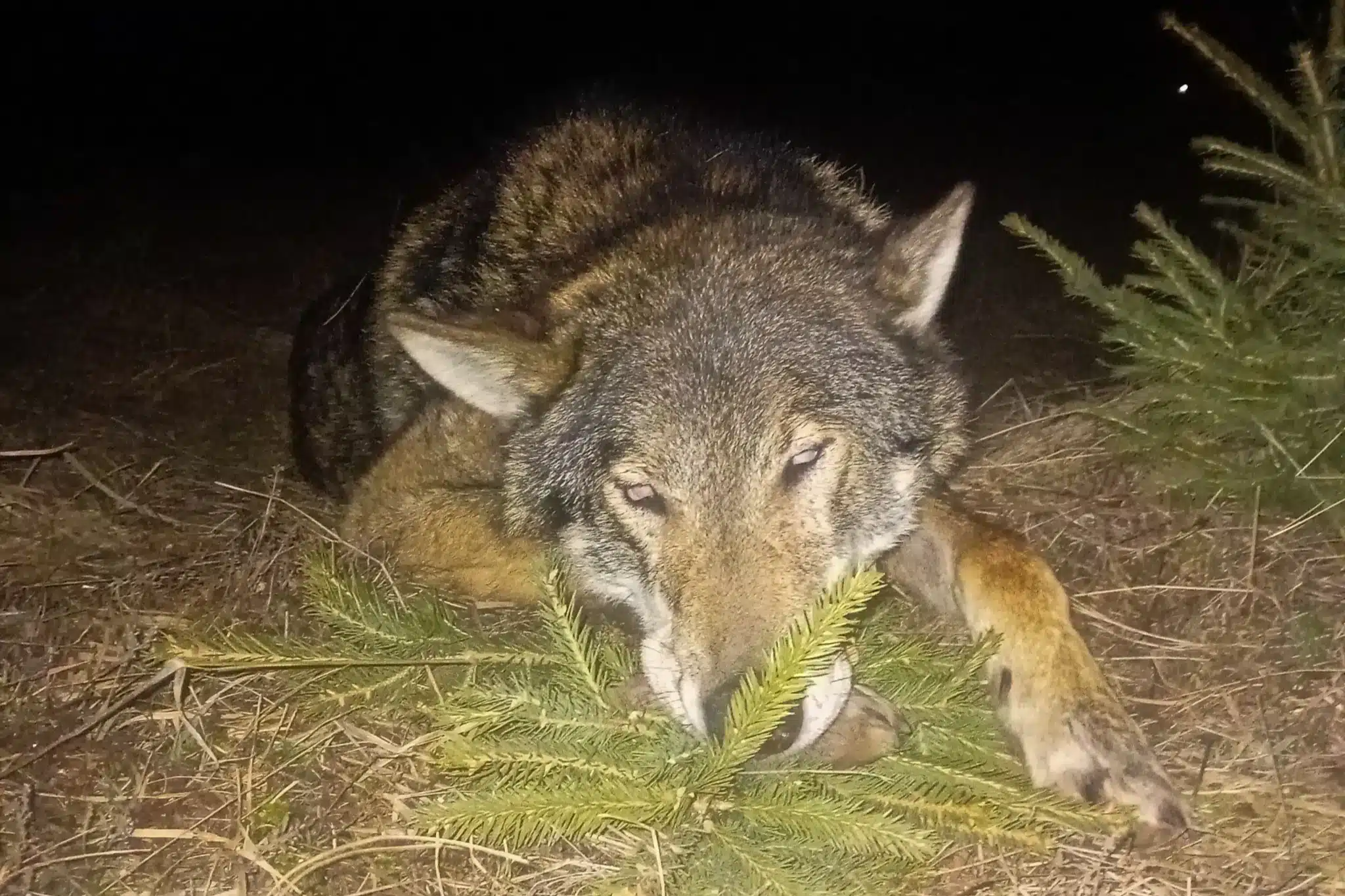 Wolfjagd vom Hochsitz – nicht exportierbare Trophäe