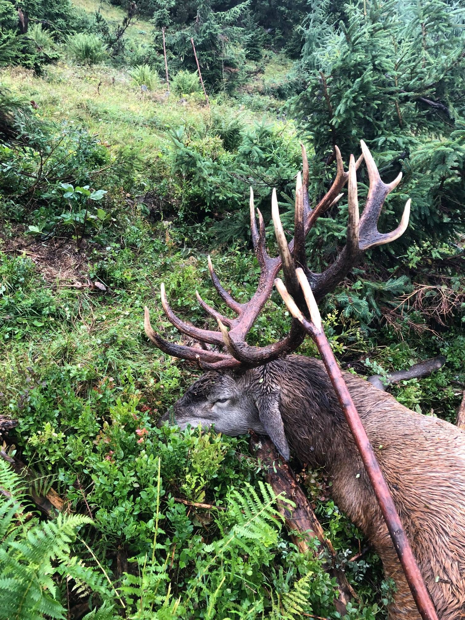 Rothirsch im Gebirge - Hunter meets Hunter